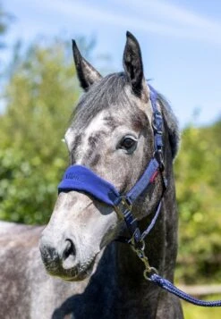 LeMieux Vogue Fleece Headcollar & Leadrope β Ink Blue / Navy