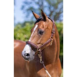 LeMieux Anatomic Leather Headcollar β Brown