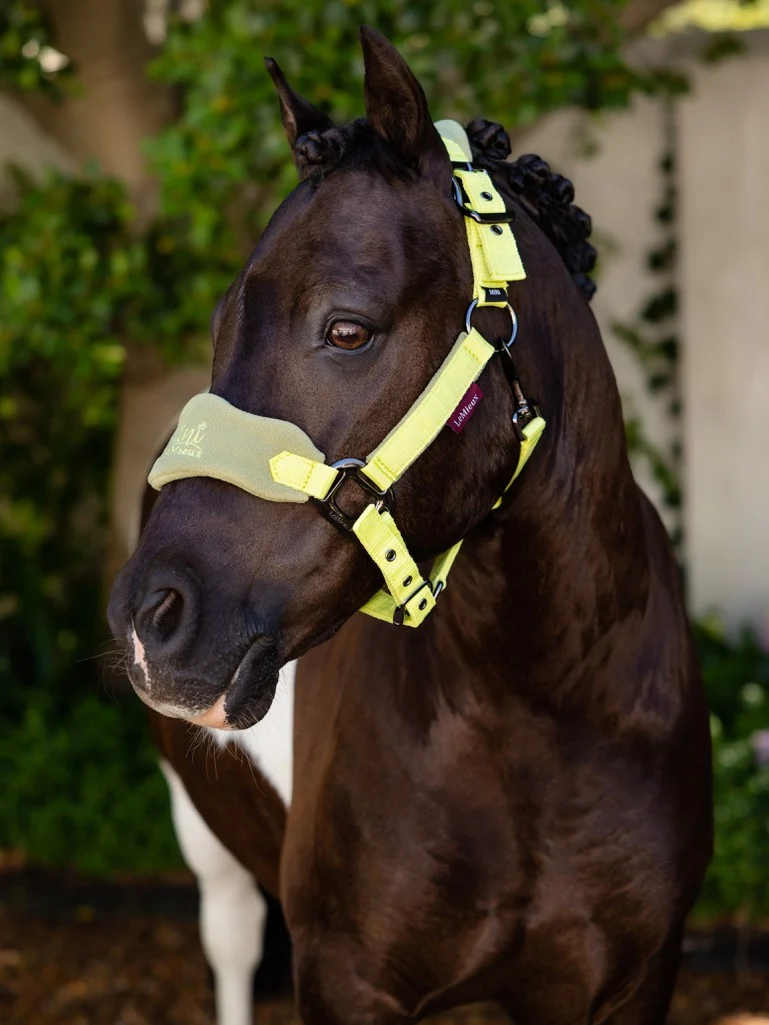 Le Mieux Mini Vogue Headcollar And Leadrope – Kiwi 2 Le Mieux Mini Vogue Headcollar And Leadrope – Kiwi - Image 2