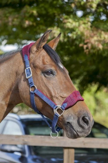 LeMieux Vogue Fleece Headcollar & Leadrope – Burgundy/Navy 1 LeMieux Vogue Fleece Headcollar & Leadrope – Burgundy/Navy