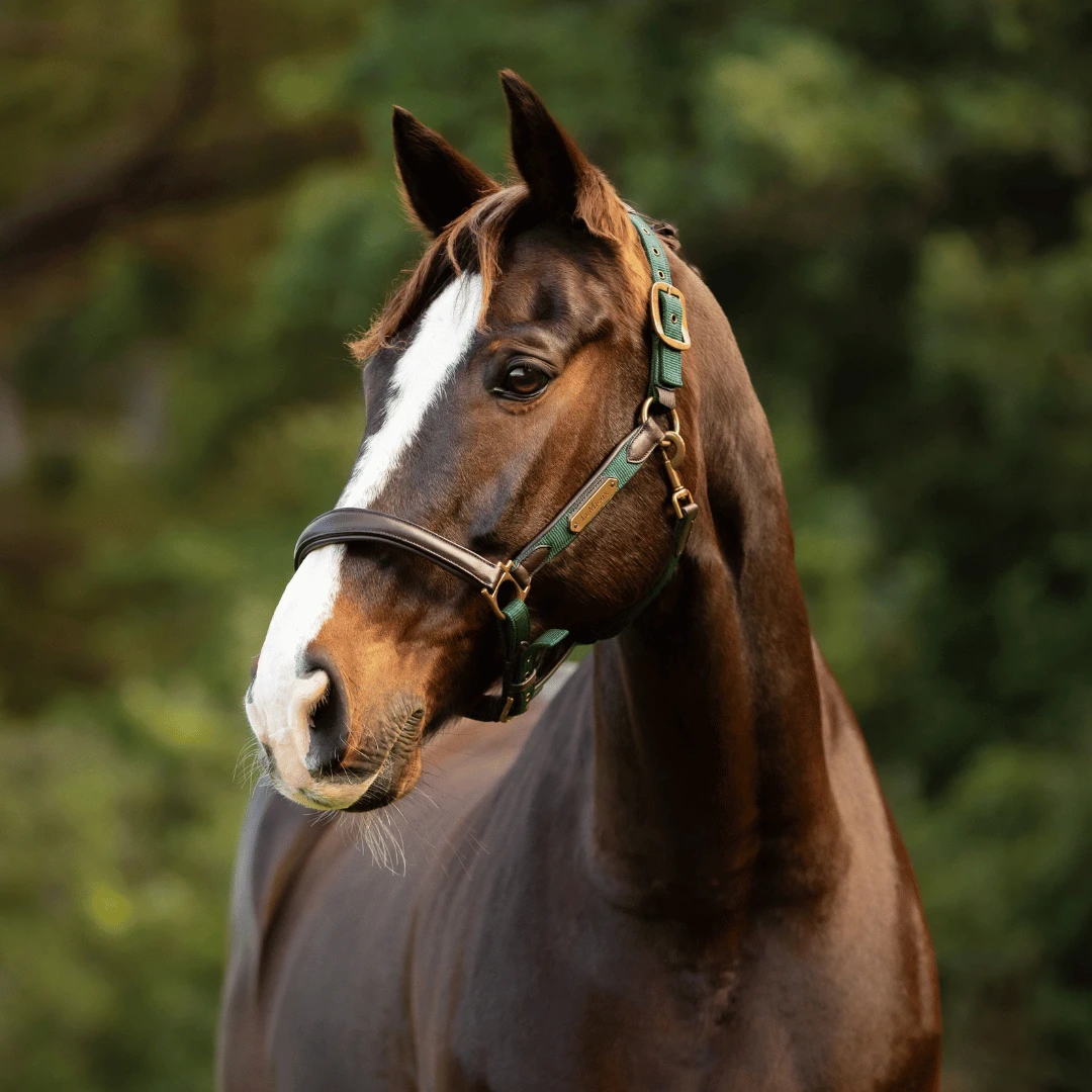 LeMieux Capella Headcollar – Spruce 2 LeMieux Capella Headcollar – Spruce - Image 2