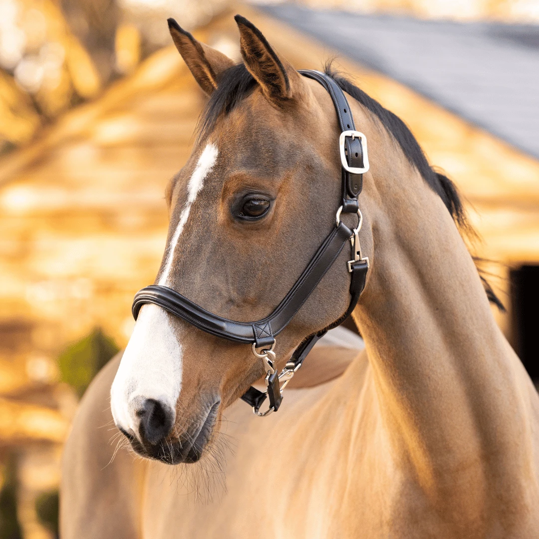 LeMieux Grooming Headcollar – Black 2 LeMieux Grooming Headcollar – Black - Image 2