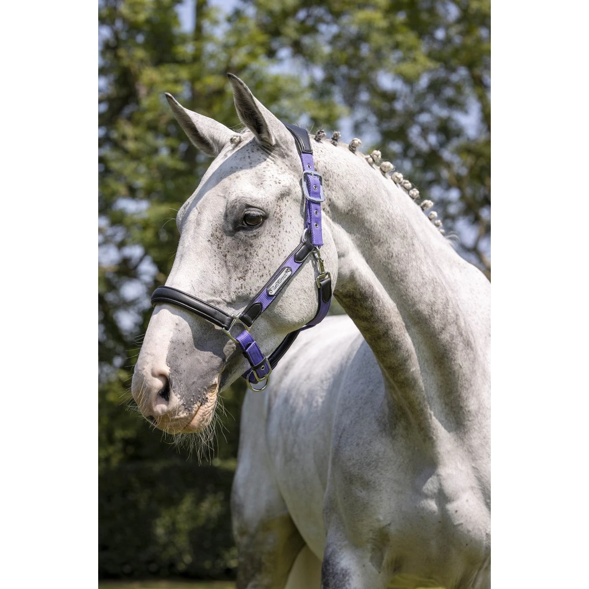 LeMieux Capella Headcollar – Bluebell 2 LeMieux Capella Headcollar – Bluebell - Image 2