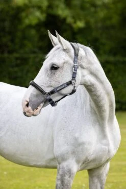 Le Mieux -Le Mieux h0MMol2w scaled 1