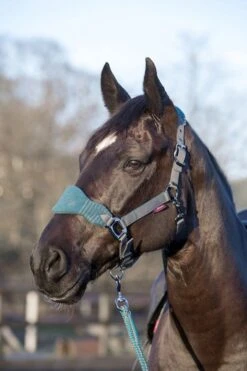 LeMieux Vogue Fleece Headcollar & Leadrope β Peacock/Grey