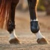 LeMieux Derby Projump Fetlock Boots